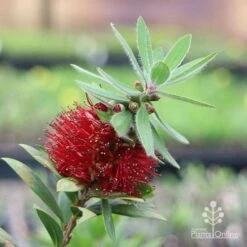 Callistemon Green John 30 Callistemon Green John -Plant Sale Store green john flowering