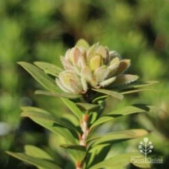 Callistemon Green John 24 Callistemon Green John -Plant Sale Store green john new growth