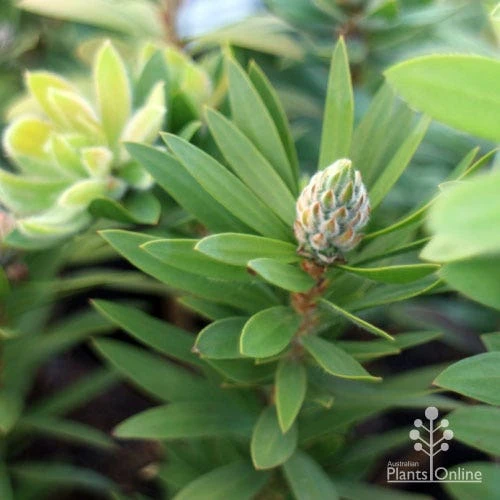 Callistemon Green John 11 Callistemon Green John - Image 9