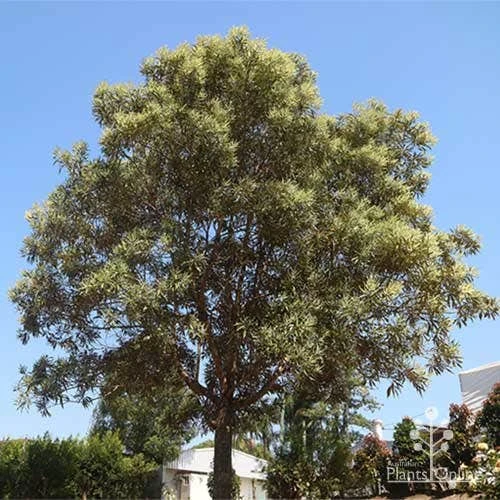 Grevillea Baileyana - Brown Silky Oak 6 Grevillea Baileyana - Brown Silky Oak - Image 4