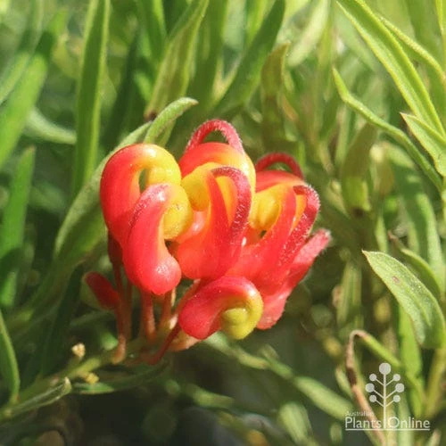 Grevillea Bonnie Prince Charlie 4 Grevillea Bonnie Prince Charlie - Image 2