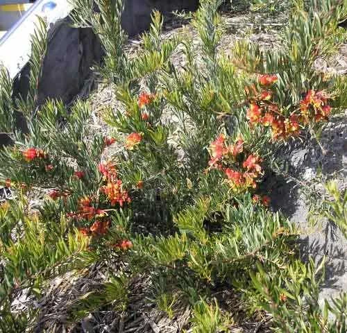 Grevillea Bonnie Prince Charlie 3 Grevillea Bonnie Prince Charlie
