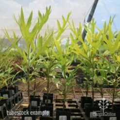 Grevillea Baileyana - Brown Silky Oak 32 Grevillea Baileyana - Brown Silky Oak -Plant Sale Store grevillea brown silky oak tubes 1