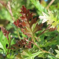 Grevillea Carpet Layer 18 Grevillea Carpet Layer -Plant Sale Store grevillea carpet layer leaf