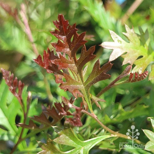 Grevillea Carpet Layer 9 Grevillea Carpet Layer - Image 7