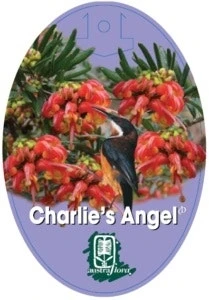 Grevillea Charlie's Angel 5 Grevillea Charlie's Angel - Image 3