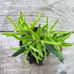 Grevillea Charlie's Angel 10 Grevillea Charlie's Angel -Plant Sale Store grevillea charlies angel leaf 1