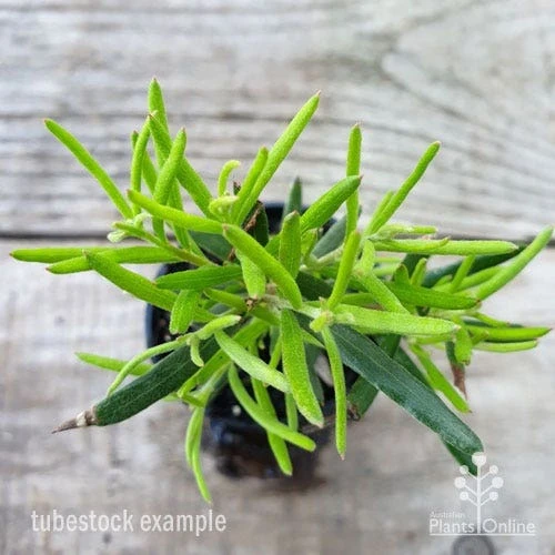 Grevillea Charlie's Angel 6 Grevillea Charlie's Angel - Image 4