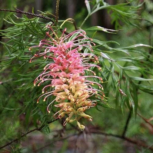 Grevillea Lemon Baby 3 Grevillea Lemon Baby