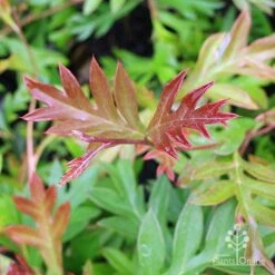 Grevillea Gaudichaudii -Plant Sale Store grevillea gaudi new leaf