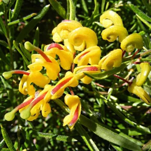 Grevillea Gold Rush 4 Grevillea Gold Rush - Image 2