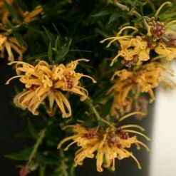 Grevillea Sunkissed -Plant Sale Store grevillea gr13021 sunkissed500