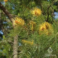 Grevillea Honey Gem -Plant Sale Store grevillea honey gem nursery