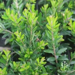 Grevillea Knockout 15 Grevillea Knockout -Plant Sale Store grevillea knockout foliage 1