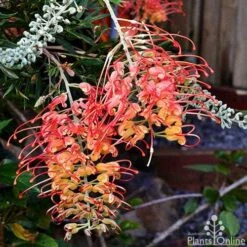 Grevillea Ned Kelly 25 Grevillea Ned Kelly -Plant Sale Store grevillea ned kelly 1