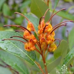 Grevillea Orange Marmalade 30 Grevillea Orange Marmalade -Plant Sale Store grevillea orange marmalade flower 1