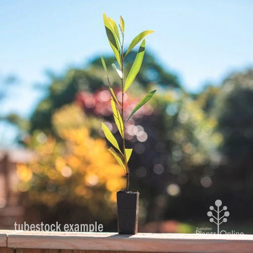 Grevillea Orange Marmalade 4 Grevillea Orange Marmalade - Image 2