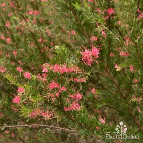 Grevillea Pink Pearl 11 Grevillea Pink Pearl - Image 9