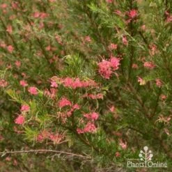 Grevillea Pink Pearl 25 Grevillea Pink Pearl -Plant Sale Store grevillea pink pearl shrub
