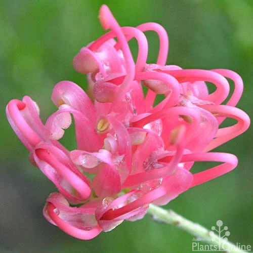 Grevillea Pink Pearl 9 Grevillea Pink Pearl - Image 7