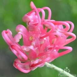 Grevillea Pink Pearl 23 Grevillea Pink Pearl -Plant Sale Store grevillea pink pearl close 2 apo