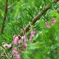 Grevillea Pink Pearl 31 Grevillea Pink Pearl -Plant Sale Store grevillea pink pearl close stem apo