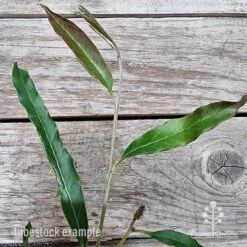 Grevillea Raptor -Plant Sale Store grevillea raptor 2