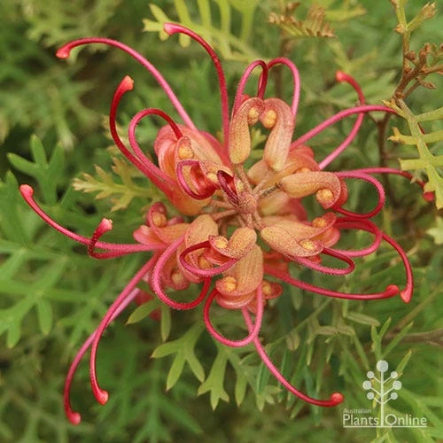 Grevillea Soopa Doopa 5 Grevillea Soopa Doopa - Image 3