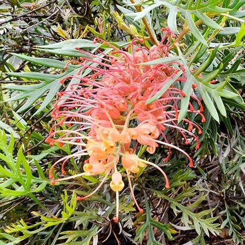 Grevillea Strawberry Sundae 6 Grevillea Strawberry Sundae - Image 4