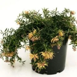 Grevillea Sunkissed -Plant Sale Store grevillea sunkissed 500