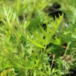 Grevillea Superb 15 Grevillea Superb -Plant Sale Store grevillea superb leaf