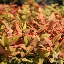 Nandina Gulf Stream 17 Nandina Gulf Stream -Plant Sale Store gulf stream colour