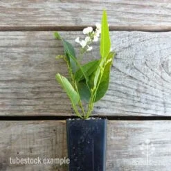 Hardenbergia Snow White - White Coral Pea -Plant Sale Store hardenbergia snow white tube