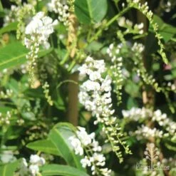 Hardenbergia Snow White - White Coral Pea -Plant Sale Store hardenbergia white sun nambour