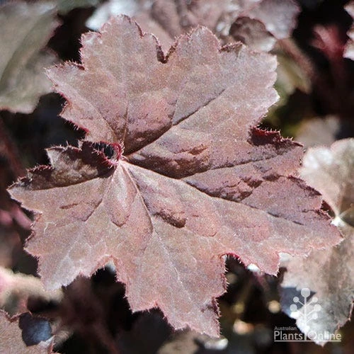 Heuchera Palace Purple - Coral Bells 4 Heuchera Palace Purple - Coral Bells - Image 2