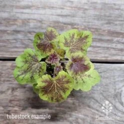 Heucherella Solar Eclipse - Foamy Bells 24 Heucherella Solar Eclipse - Foamy Bells -Plant Sale Store heuchera solar eclipse 1