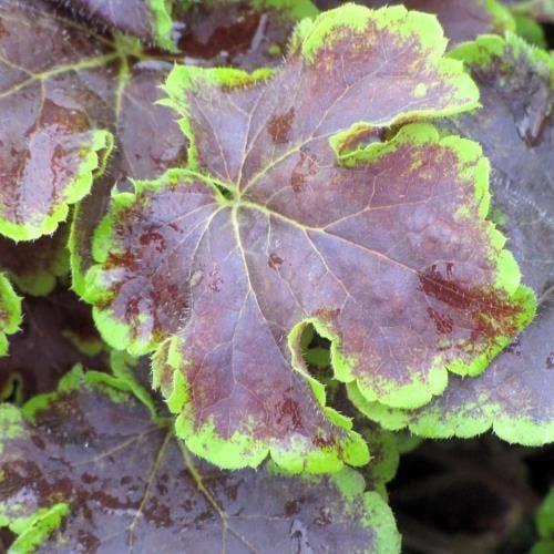 Heucherella Solar Eclipse - Foamy Bells 4 Heucherella Solar Eclipse - Foamy Bells - Image 2