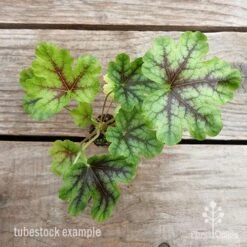 Heucherella Tapestry - Foamy Bells -Plant Sale Store heucherella tapestry 1 1