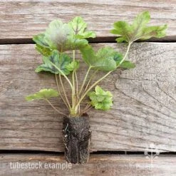 Heucherella Tapestry - Foamy Bells -Plant Sale Store heucherella tapestry 2 edited 1