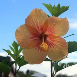 Hibiscus Popsicle 16 Hibiscus Popsicle -Plant Sale Store hibiscus popsicle backlit