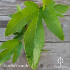 Hibiscus Popsicle 14 Hibiscus Popsicle -Plant Sale Store hibiscus popsicle leaf 1