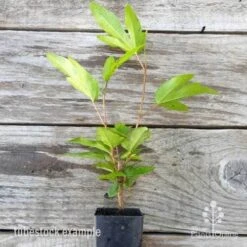 Hibiscus Popsicle 17 Hibiscus Popsicle -Plant Sale Store hibiscus popsicle tube 500 1