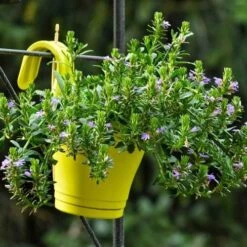 Scaevola Purple Fanfare - Fan Flower 15 Scaevola Purple Fanfare - Fan Flower -Plant Sale Store hook planter scaevola
