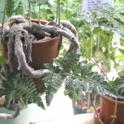 Humata - Rabbit's Foot Fern 21 Humata - Rabbit's Foot Fern -Plant Sale Store humata tyermanni flickr nhq 500