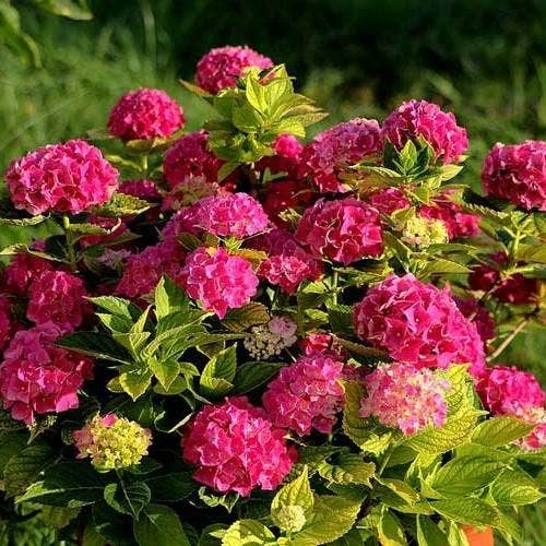 Hydrangea Alpengluhen 3 Hydrangea Alpengluhen