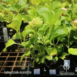 Hydrangea White 10 Hydrangea White -Plant Sale Store hydrangea amethyst tube 6