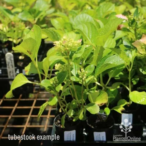 Hydrangea White 6 Hydrangea White - Image 4