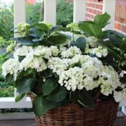 Hydrangea White 11 Hydrangea White -Plant Sale Store hydrangea basket 1 1