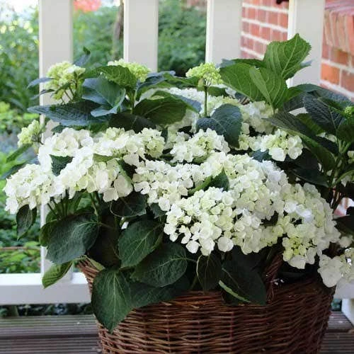 Hydrangea White 7 Hydrangea White - Image 5