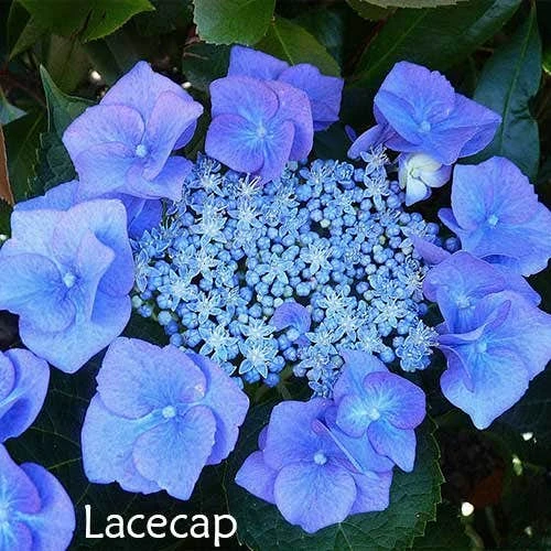 Hydrangea Assorted 9 Hydrangea Assorted - Image 7